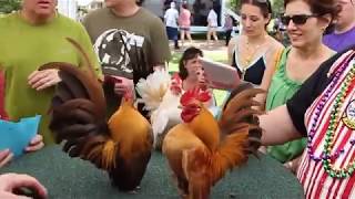 Download lagu Dikir Barat - Ayam Serama mp3