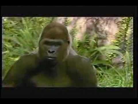 Budweiser Ape commercial