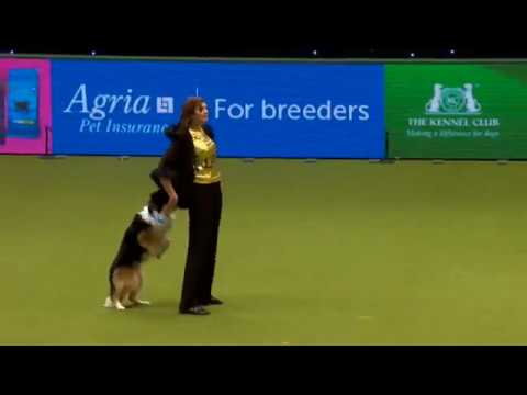 Crufts 2017 Heelwork to Music Lucy Creek and Skiffle