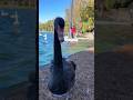Curious and friendly local Swan! 🦢☀️Lake Eola Park in Orlando Florida #Swan #BlackSwan #BirdShorts