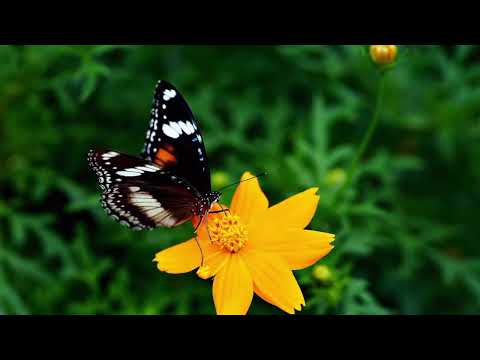 Opwekking 700 Kom, zing een nieuw lied