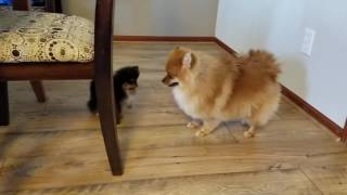 Pomeranian Not Sure What to do with Baby Pomeranian