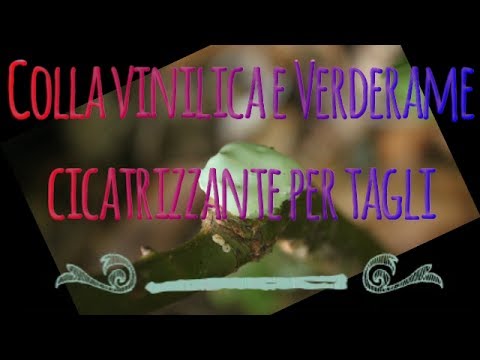 Medicina da targa lyambliya 1 Pulizia di un organismo da parassiti