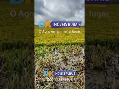 🚜 Arrendamento de Fazenda para Arroz no RS | Entre Alegrete e Rosário do Sul 🌾