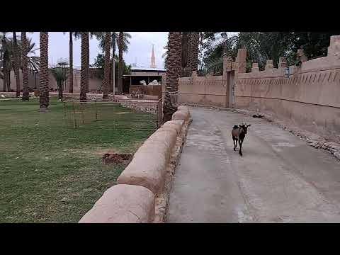 Friendly Animals in Unaizah farm#love #animals #farm #subscribers #followers #botolanzambales 