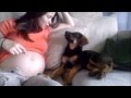 Un cachorro aprueba el embarazo de su dueña 