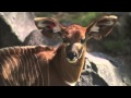 Baby Boom At The San Diego Zoo Safari Park