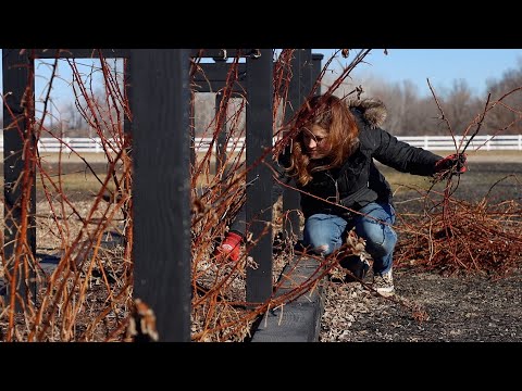 How to Prune Raspberries! 🤤✂️❤️ // Garden Answer