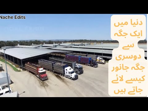 How to export millions of sheep, pig, cows - Modern Transport Technology by aircraft and big ship