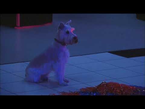 Grachi 1 - Grachi e Matilda Transformam Diretora Em Cão