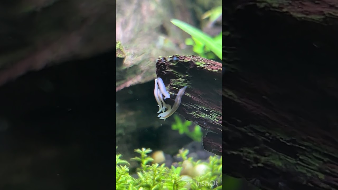 プラナリアの舞