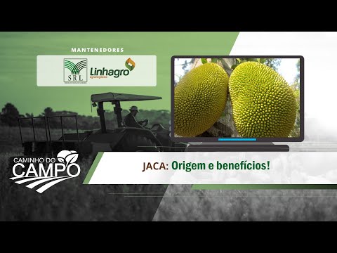 VOCÊ SABIA? Origem e benefícios da jaca