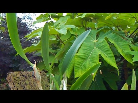 Last Orders - last orchid order before winter