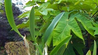 Last Orders - last orchid order before winter