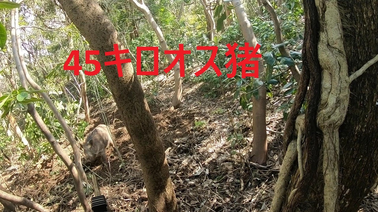 NO227【有害駆除】45キロオス猪捕獲