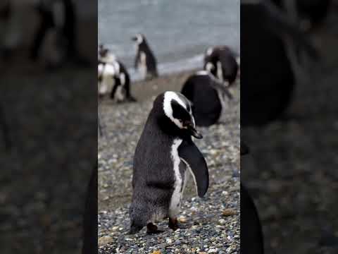 Penguin Fails: Cutest Clumsy Creatures! #penguin #fails
