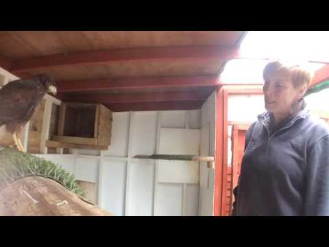 Milo the Harris hawk at feeding time