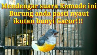 Download lagu Suara kemade bunga api Burung liar bakalan nyaut mp3 Download lagu Suara kemade bunga api Burung liar bakalan nyaut mp3