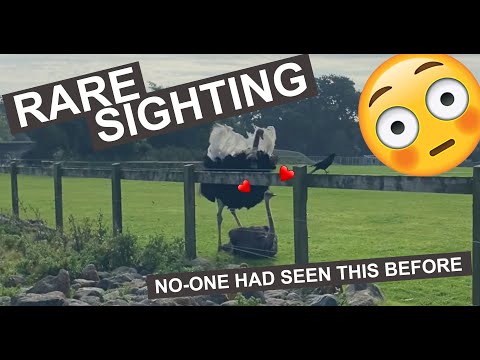 RARE and AMAZING Ostrich mating ritual dance in front of audience