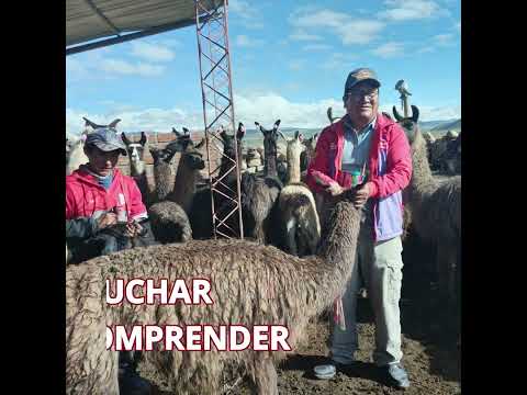 Comunidad de Chiutaca - Potosi, Tomave