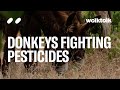 donkeys fighting pesticides