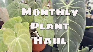 🌱 Plant Purchases for March 🌿 Big Box and Ecuagenera 🌿