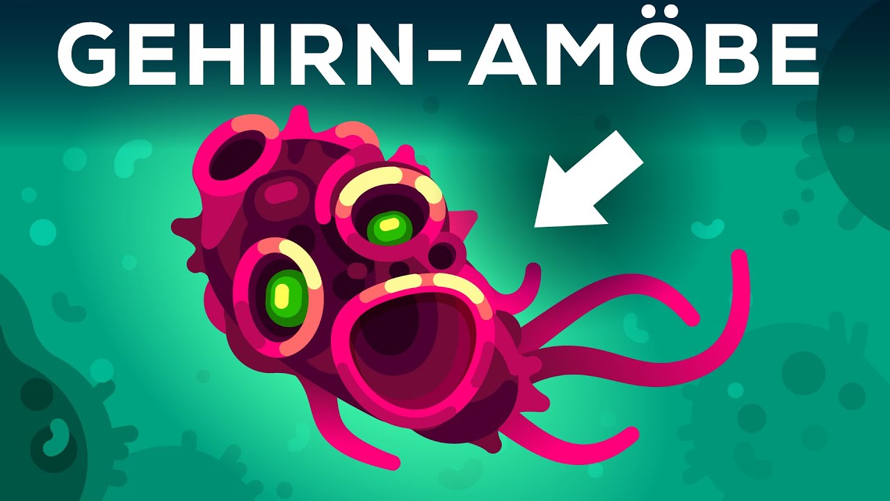 Warum diese Amöbe menschliches Gehirn liebt