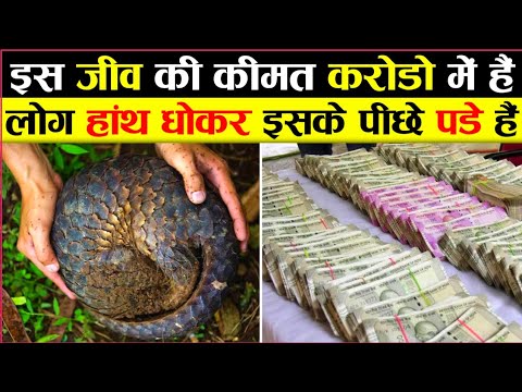 The most smuggled animal in the world, worth 4 crore rupees || PENGOLIN