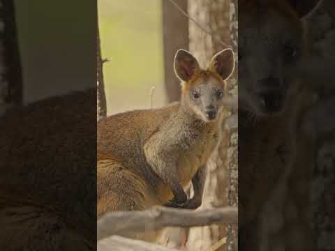 How close can Luke and Ryder get to a Red Neckled Wallaby?