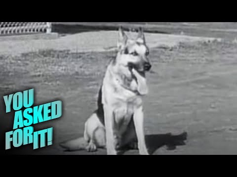 How US Soldiers Train Their Scout Dogs to Save Them From an Ambush