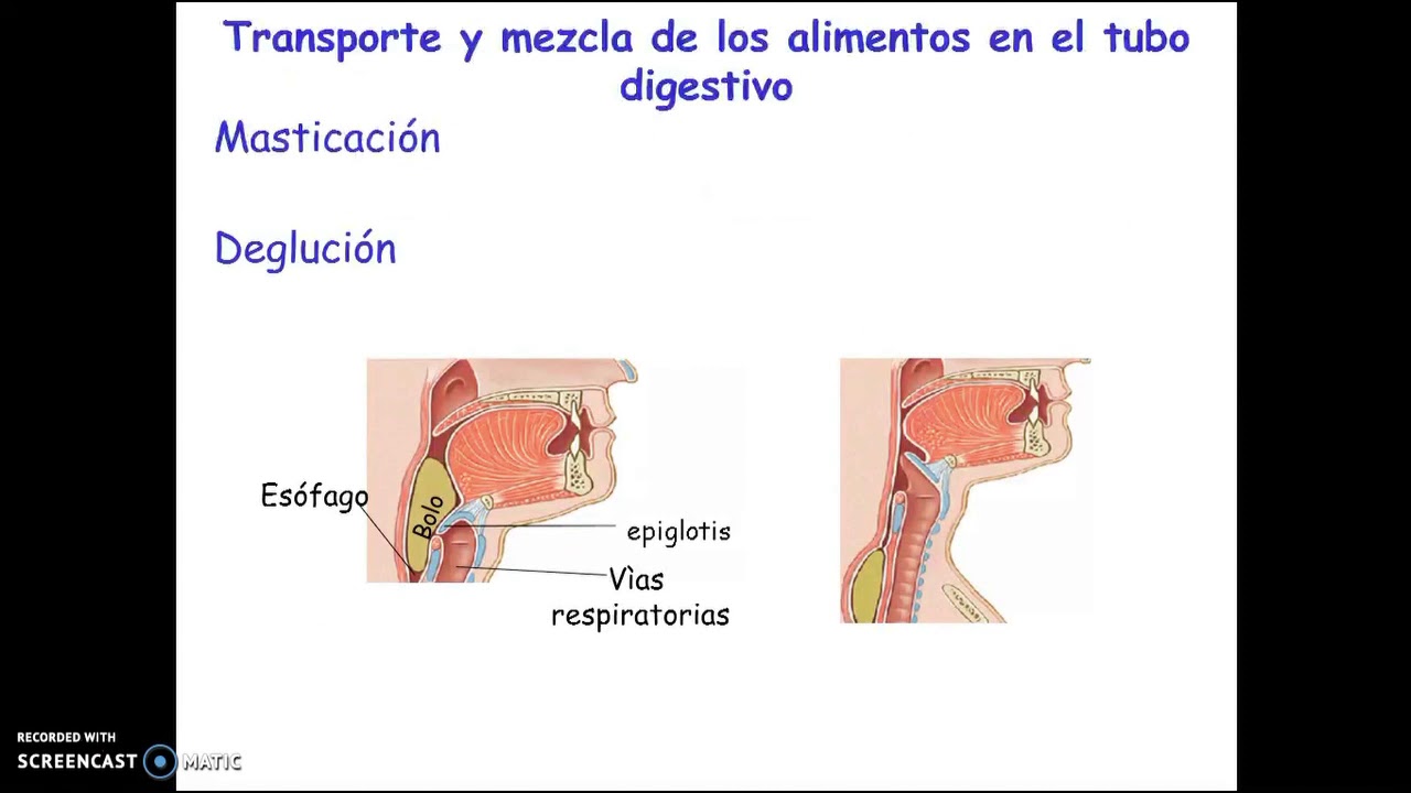 Motilidad gastrointestinal