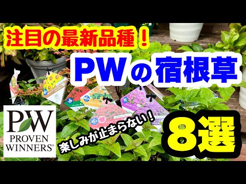 カキュレウス・マルシャリ