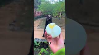 Esse homem tentou Alimentar um urso  direto na BOCA! 🐻