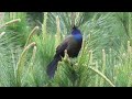 Common Grackle Mating call