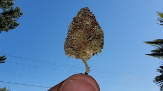 A PRE-DINNER SESSION (from yesterday) - ICY LEMONADE STRAIN