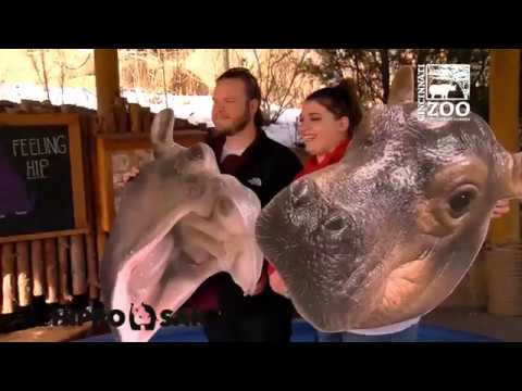 Baby Hippo Fiona's 1st Birthday Party - Cincinnati Zoo