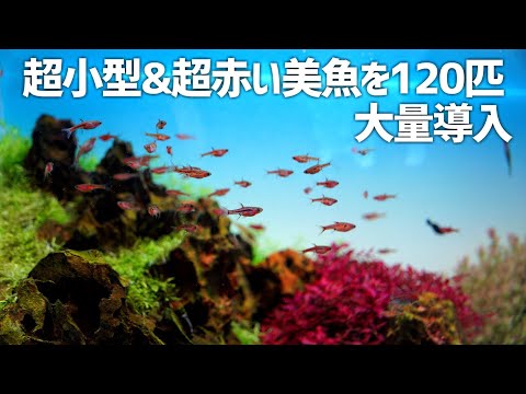 IUCN分類における絶滅の危険性を示す図。