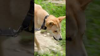 These walks aren&#39;t just enriching for the animals ✨ | Secrets of the Zoo