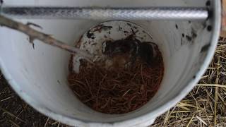 Rolling Log Mouse Trap In Action Part 2 (No Water)