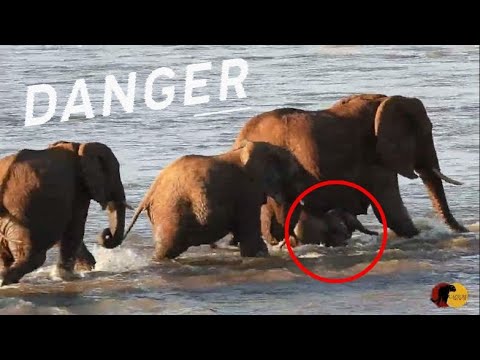 Baby Elephant Risks its Life Trying to Cross River! Can the Herd Save It?