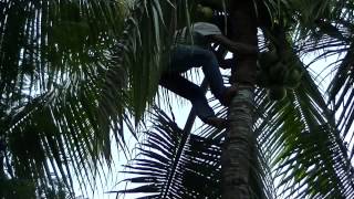 preview picture of video 'Cocunut tree climbing techniques'