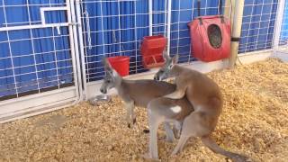 State Fair of Texas 2014 Sex Hot Kangaroo Style!