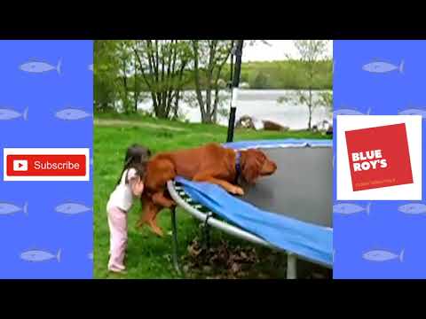 Animals On Trampolines Jump Around! | Dogs On Trampoline Compilation | Very Funny!