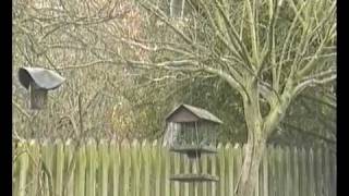 Squirrel Scuffle