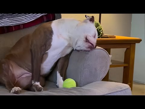 Quand votre chien s'évanouit après les zooms vidéo des chiens fatigués les plus drôles 2025