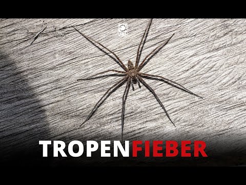 TROPENFIEBER: Santa Rosa - Dschungel. Spinnen. Süßwasserdelfine.