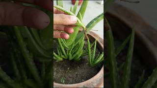 Download lagu Boost Aloe Vera Growth with This Simple Trick! 🚀 mp3 Download lagu Boost Aloe Vera Growth with This Simple Trick! 🚀 mp3