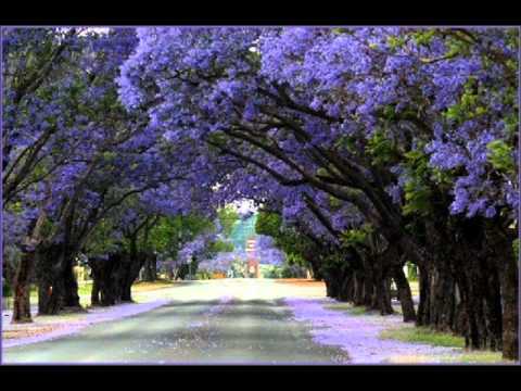 Palito Ortega ..Cancion del Jacaranda ..