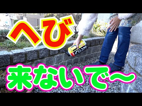 ヘビを寄せ付けない植物は何ですか 家の庭は臭いを遠ざけます 恐怖を遠ざけます