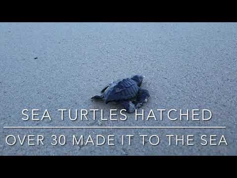 Baby Turtles  First Steps * Puerto Vallarta *